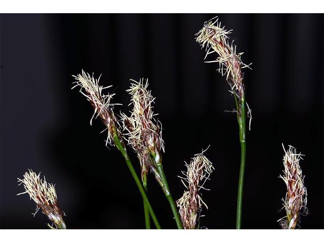 Carex sparganioides (Bur-reed sedge) #63845