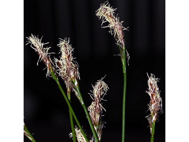 Carex sparganioides (Bur-reed sedge) #63846