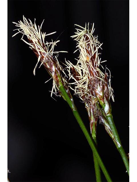 Carex sparganioides (Bur-reed sedge) #63847