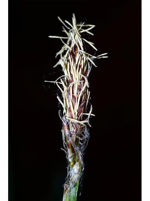 Carex sparganioides (Bur-reed sedge) #63848
