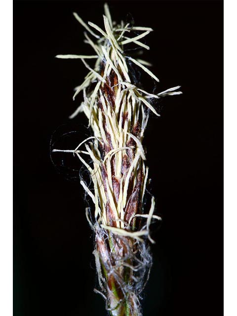 Carex sparganioides (Bur-reed sedge) #63849