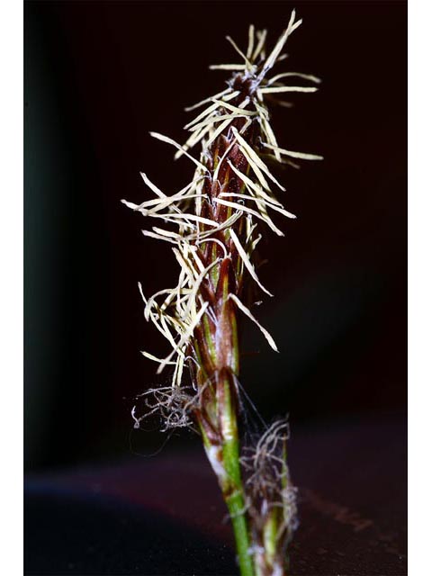 Carex sparganioides (Bur-reed sedge) #63850