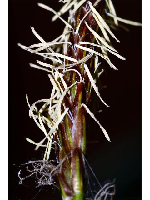Carex sparganioides (Bur-reed sedge) #63851