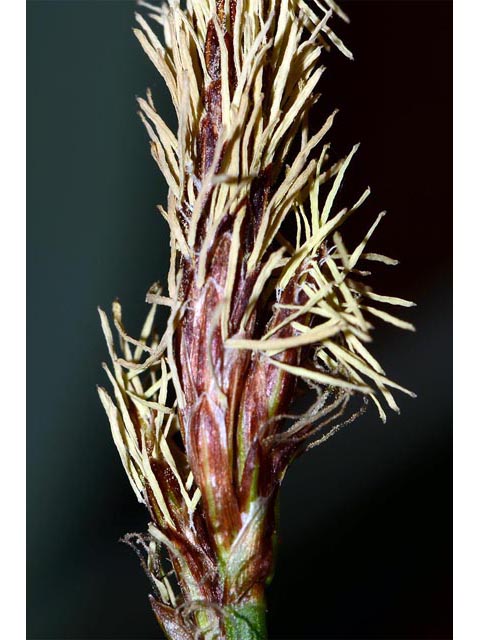Carex sparganioides (Bur-reed sedge) #63852