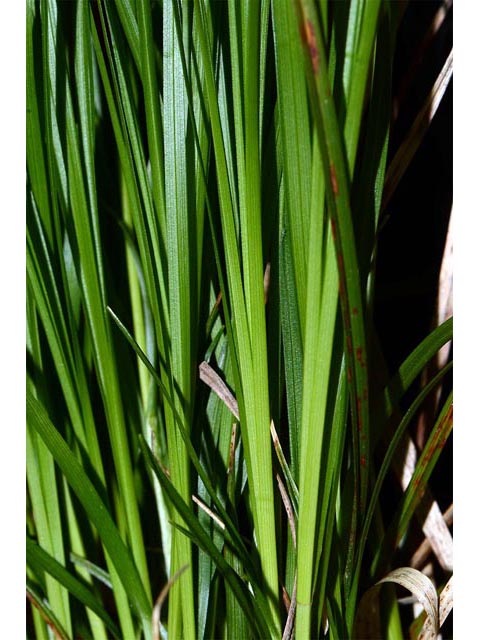 Carex sparganioides (Bur-reed sedge) #63853