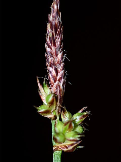 Carex sparganioides (Bur-reed sedge) #63855