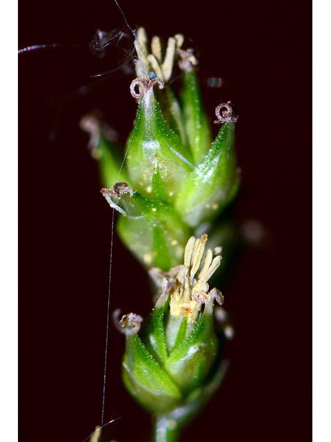 Carex sparganioides (Bur-reed sedge) #63857
