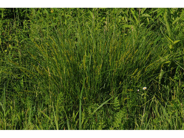 Carex vulpinoidea (Fox sedge) #63858