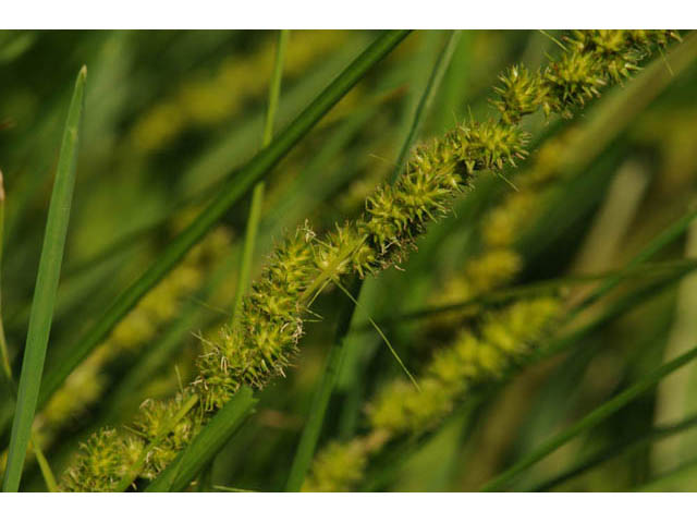 Carex vulpinoidea (Fox sedge) #63860