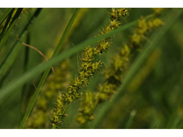 Carex vulpinoidea (Fox sedge) #63861