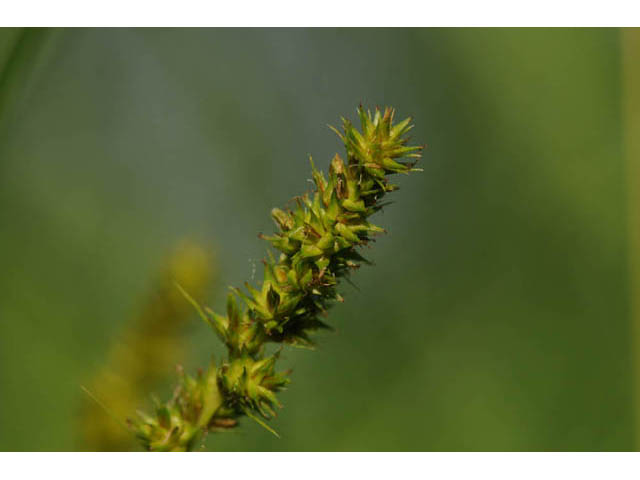 Carex vulpinoidea (Fox sedge) #63862