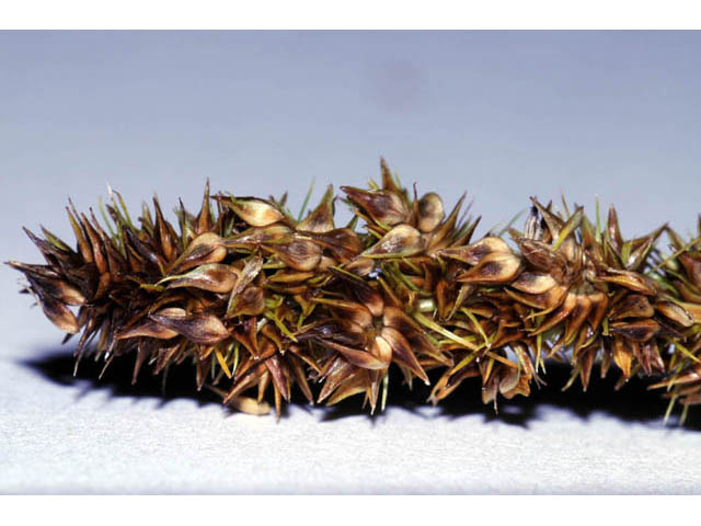 Carex vulpinoidea (Fox sedge) #63871