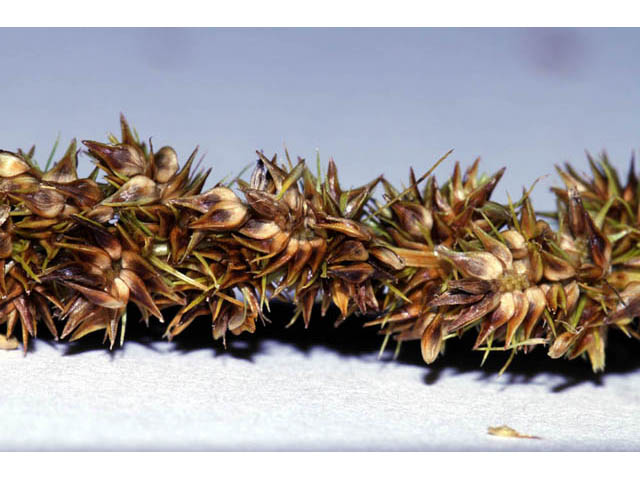 Carex vulpinoidea (Fox sedge) #63873