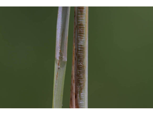 Carex vulpinoidea (Fox sedge) #63876