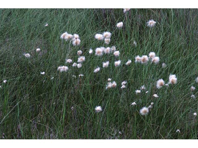 Eriophorum scheuchzeri (White cottongrass) #63877