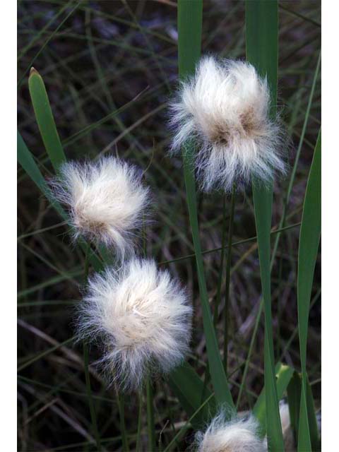 Eriophorum scheuchzeri (White cottongrass) #63878