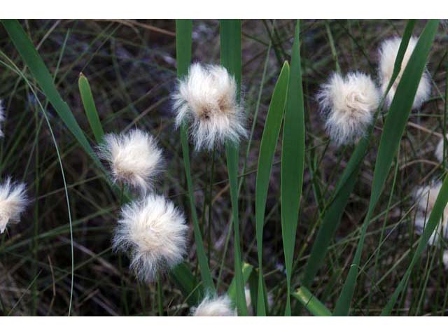 Eriophorum scheuchzeri (White cottongrass) #63879