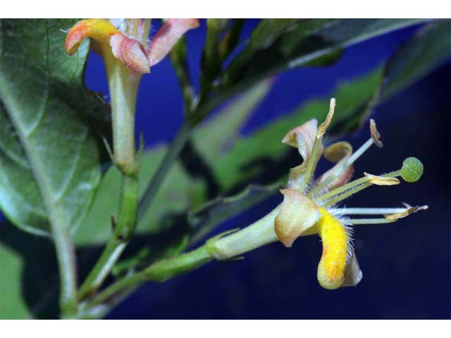 Diervilla lonicera (Northern bush honeysuckle) #63895