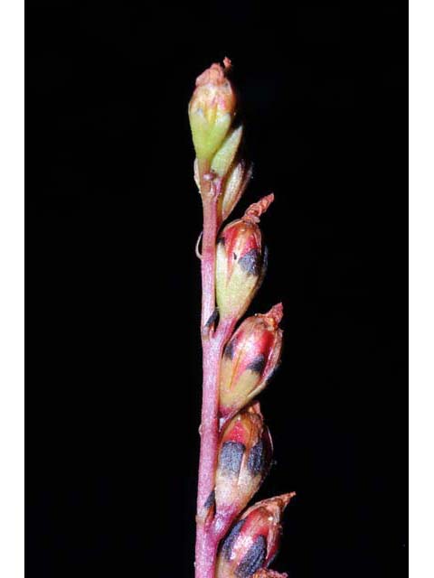 Drosera intermedia (Spoonleaf sundew) #63913