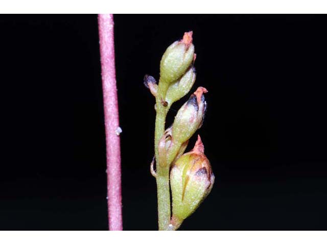 Drosera intermedia (Spoonleaf sundew) #63914