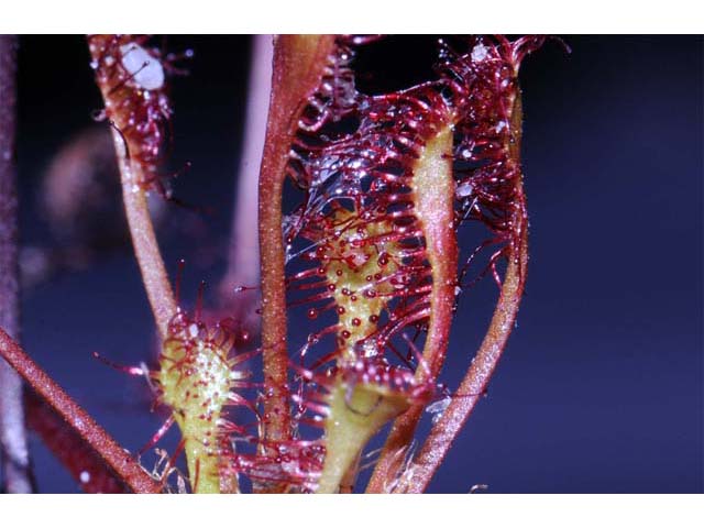 Drosera intermedia (Spoonleaf sundew) #63915