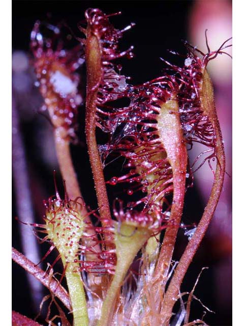 Drosera intermedia (Spoonleaf sundew) #63917