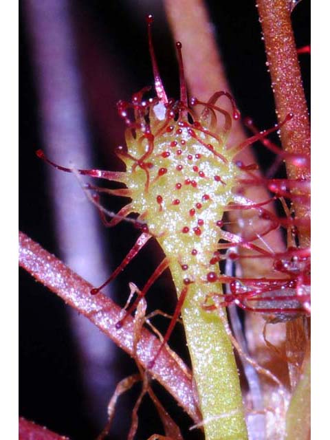 Drosera intermedia (Spoonleaf sundew) #63918
