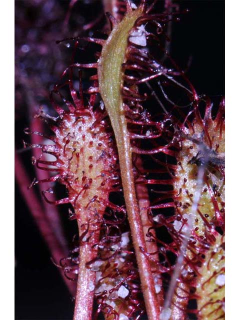 Drosera intermedia (Spoonleaf sundew) #63920