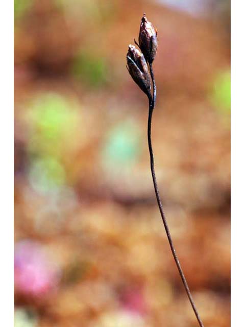 Drosera rotundifolia (Roundleaf sundew) #64528