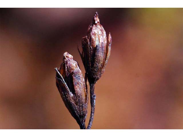 Drosera rotundifolia (Roundleaf sundew) #64529
