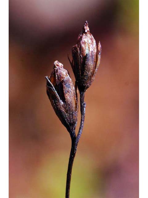 Drosera rotundifolia (Roundleaf sundew) #64530