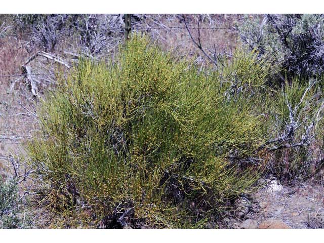 Ephedra nevadensis (Nevada jointfir) #64550