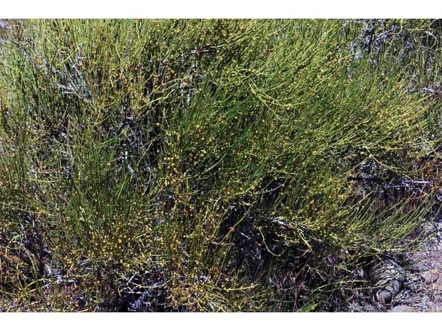 Ephedra nevadensis (Nevada jointfir) #64551