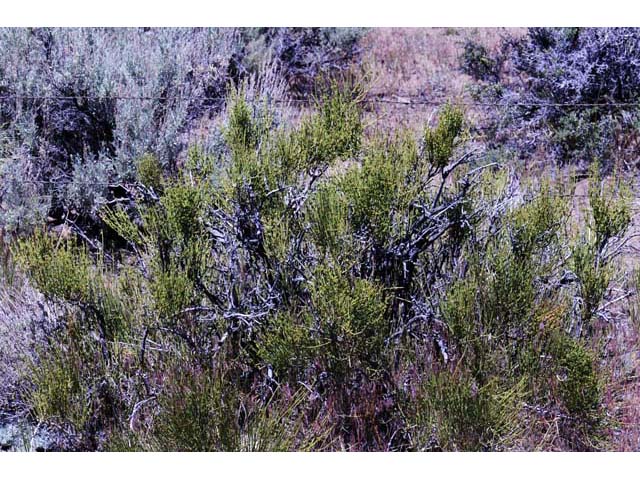 Ephedra nevadensis (Nevada jointfir) #64552