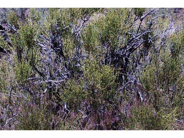 Ephedra nevadensis (Nevada jointfir) #64553