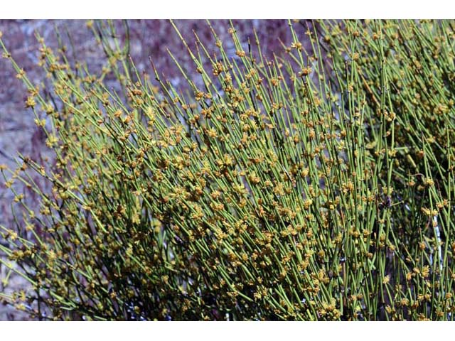 Ephedra nevadensis (Nevada jointfir) #64554