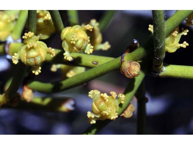 Ephedra nevadensis (Nevada jointfir) #64557