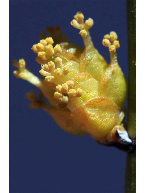 Ephedra nevadensis (Nevada jointfir) #64560