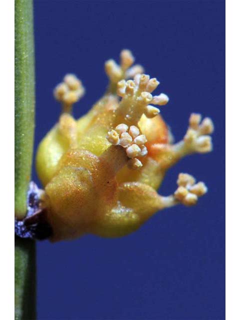 Ephedra nevadensis (Nevada jointfir) #64561