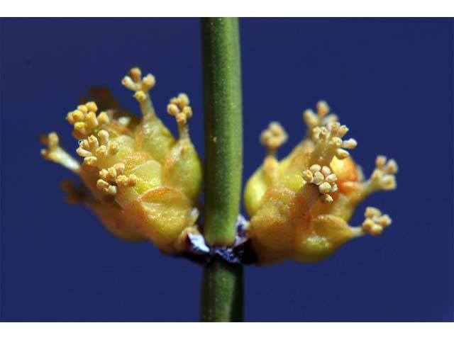 Ephedra nevadensis (Nevada jointfir) #64565