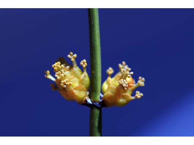 Ephedra nevadensis (Nevada jointfir) #64566