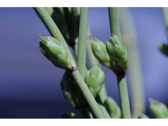 Ephedra nevadensis (Nevada jointfir) #64569