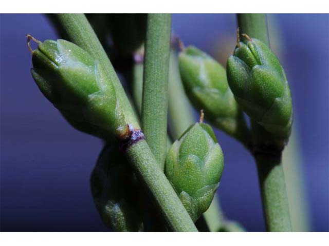 Ephedra nevadensis (Nevada jointfir) #64570