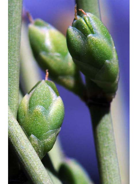 Ephedra nevadensis (Nevada jointfir) #64571