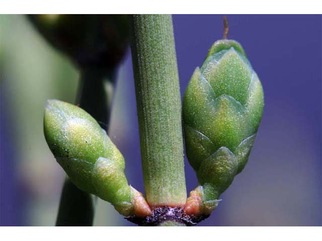Ephedra nevadensis (Nevada jointfir) #64572