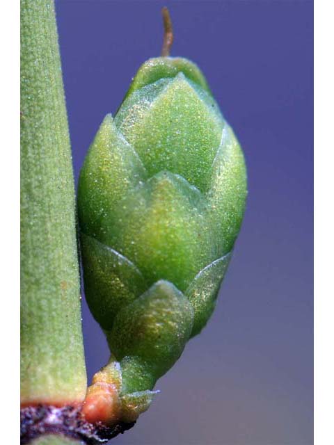 Ephedra nevadensis (Nevada jointfir) #64573