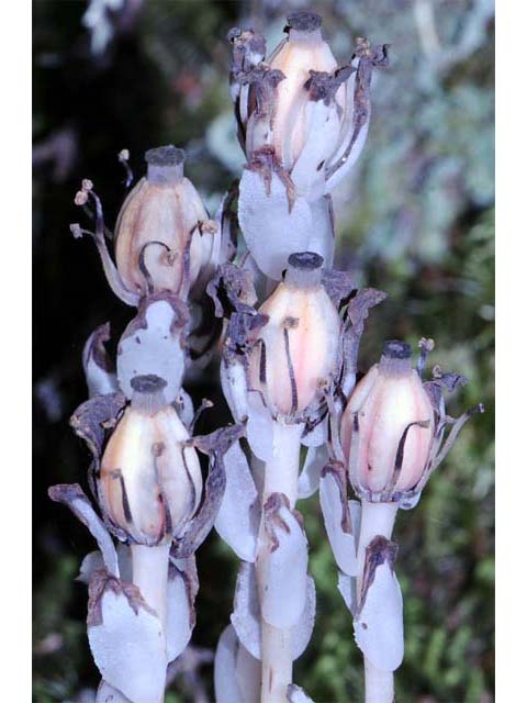 Monotropa uniflora (Indianpipe) #64589
