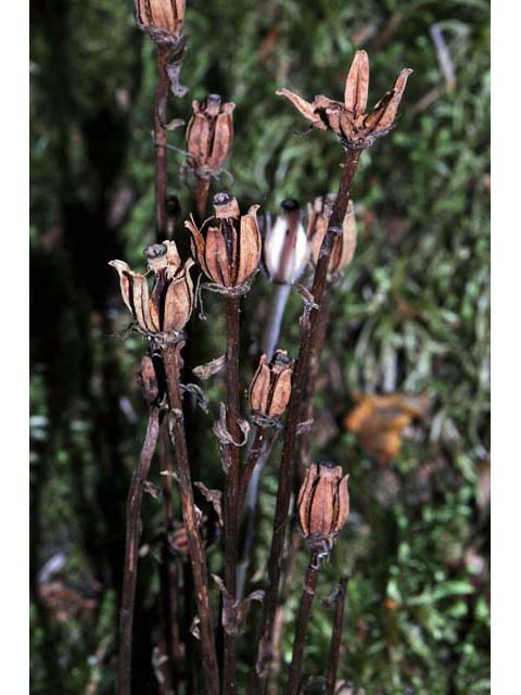 Monotropa uniflora (Indianpipe) #64595
