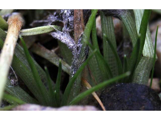 Eriocaulon aquaticum (Seven-angle pipewort) #64603