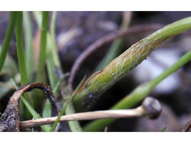 Eriocaulon aquaticum (Seven-angle pipewort) #64604
